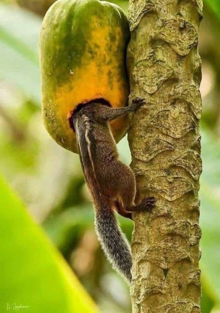 Chipmunk climbing a tree trunk while eating from a ripe fruit, capturing nature’s breathtaking beauty up close.