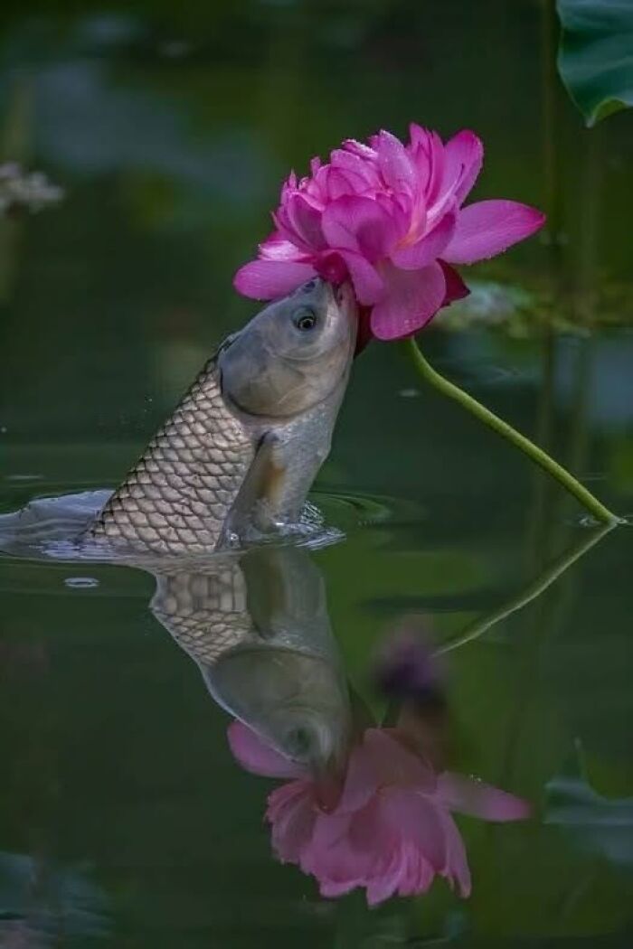 Fish touching a vibrant pink flower on calm water, capturing nature’s breathtaking beauty in a serene outdoor setting.