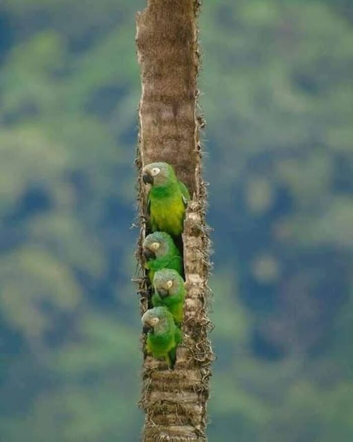 Four green parrots nestled vertically inside a hollow tree trunk, showcasing nature’s breathtaking beauty in the wild.