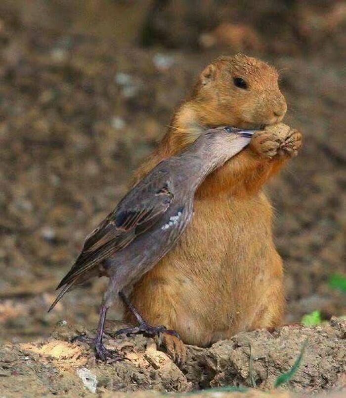 Bird feeding a rodent on the ground, capturing nature’s breathtaking beauty in a touching wildlife moment.