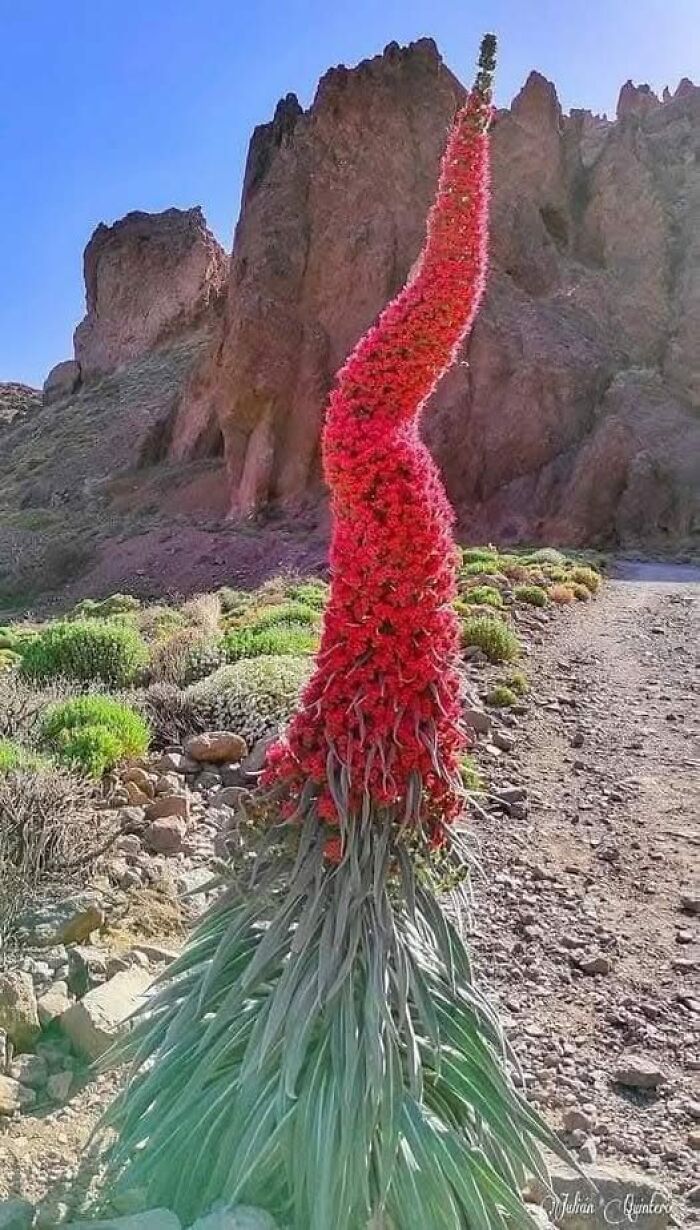 Tall red blooming plant growing in rocky terrain, showcasing nature’s breathtaking beauty in a desert landscape.
