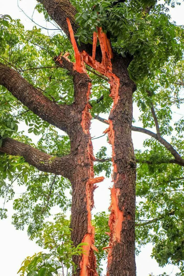Tree split open by lightning strike, showcasing nature’s breathtaking beauty with green leaves surrounding the damaged trunk