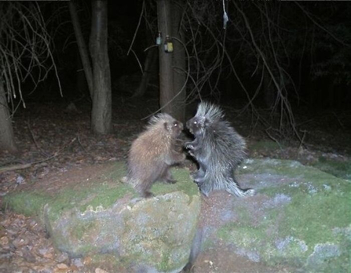 Two porcupines interacting on moss-covered rocks in a nighttime forest, capturing nature’s breathtaking beauty.