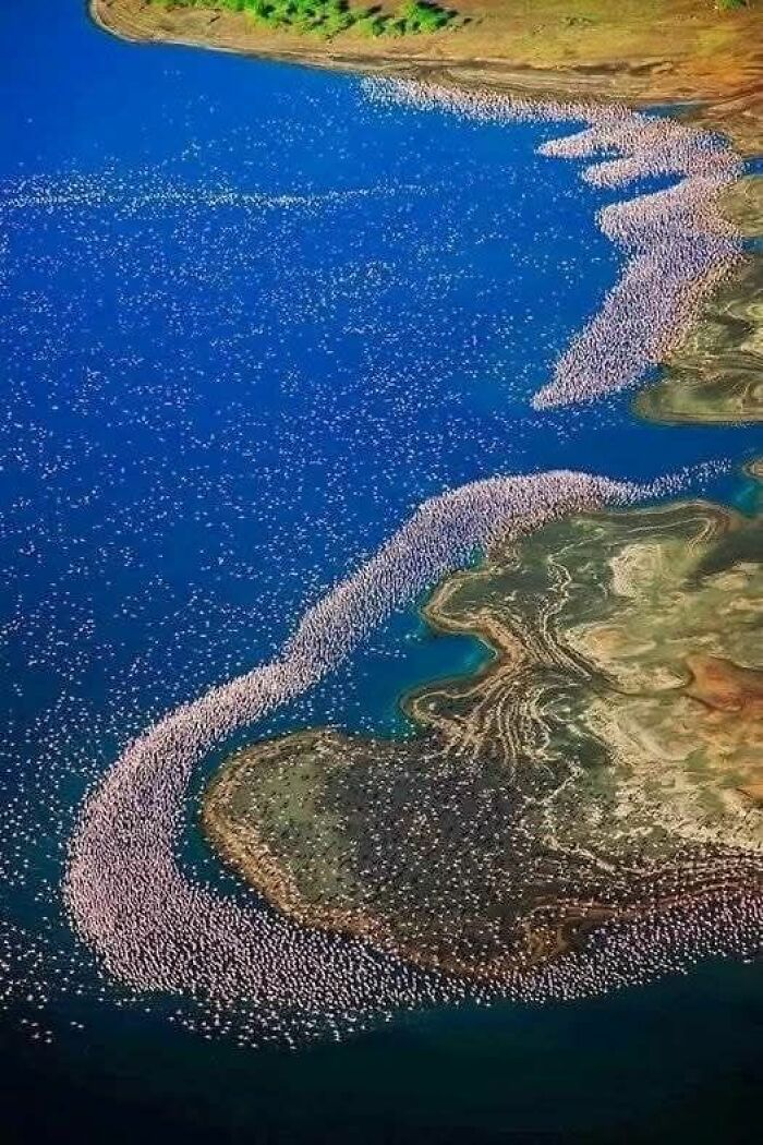 Aerial view of thousands of flamingos forming stunning patterns in a blue lake, showcasing nature’s breathtaking beauty.