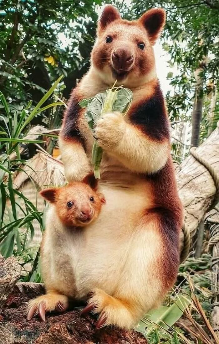 Tree kangaroo mother and joey in a lush forest, showcasing nature’s breathtaking beauty and wildlife moments.