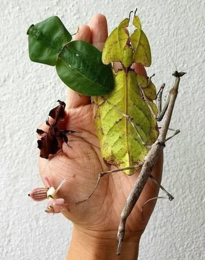 Various insects camouflaged as leaves and twigs resting on a hand, showcasing nature’s breathtaking beauty.