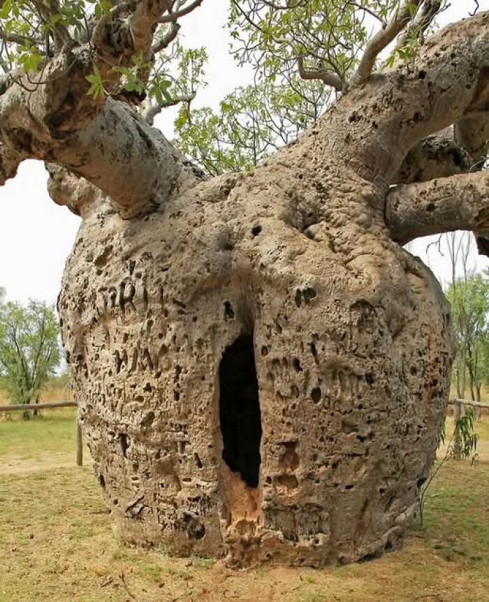 Large ancient tree with hollowed trunk and thick branches, showcasing nature’s breathtaking beauty in an outdoor setting.