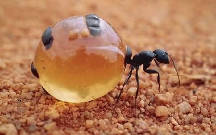 Ant carrying a large translucent water droplet on a textured natural ground, showcasing nature’s breathtaking beauty.