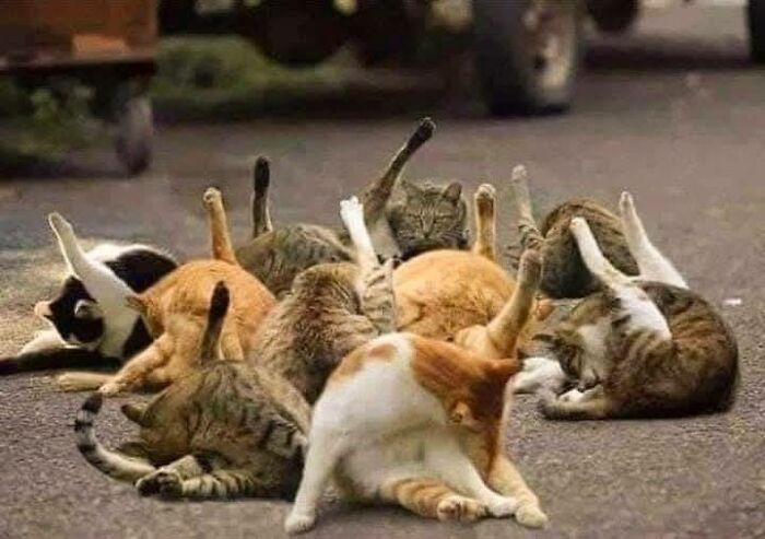 Group of cats lying on a road, stretching and grooming, showcasing a natural and relaxed moment in nature’s beauty.