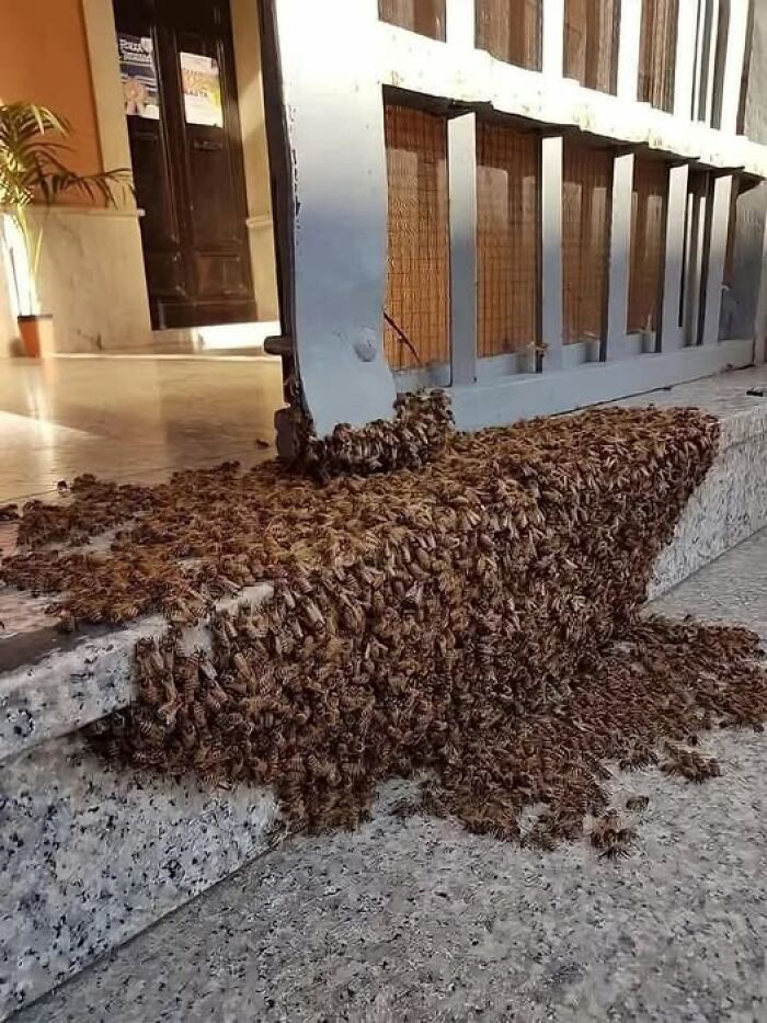 A large swarm of bees clustered on stone steps and a metal gate, showcasing nature’s breathtaking beauty in a shared moment.