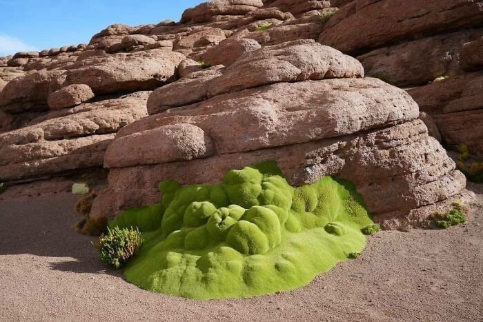 Bright green moss growing on rocky desert terrain, showcasing nature’s breathtaking beauty in a remote landscape.