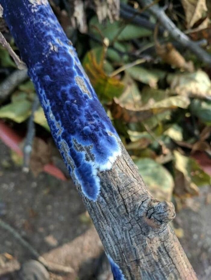 Close-up of a tree branch with vibrant blue fungus capturing nature’s breathtaking beauty outdoors among fallen leaves.