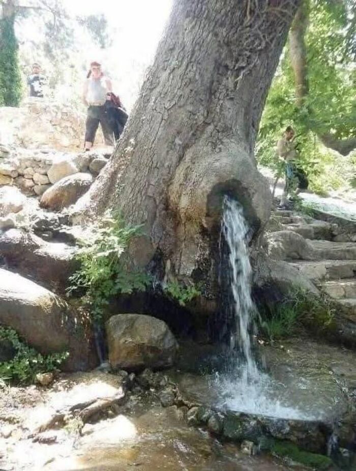Large tree with water flowing out of a hollow trunk into a natural stream, capturing nature’s breathtaking beauty outdoors.