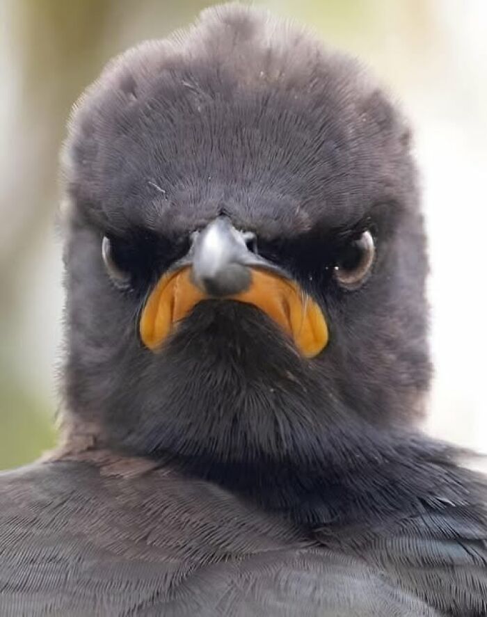 Close-up of a bird with dark feathers and an intense gaze, showcasing nature’s breathtaking beauty captured by people.
