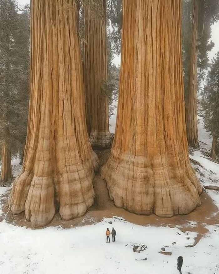 Gigantic tree trunks towering over tiny people in a snowy forest, showcasing nature’s breathtaking beauty and scale.