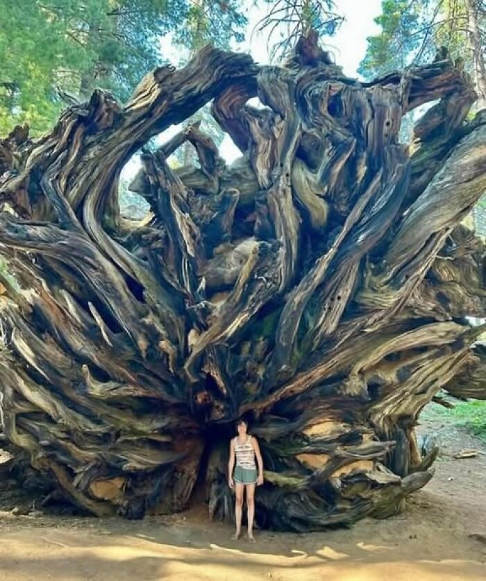 Person standing in front of an enormous uprooted tree showcasing nature’s breathtaking beauty in a forest setting.