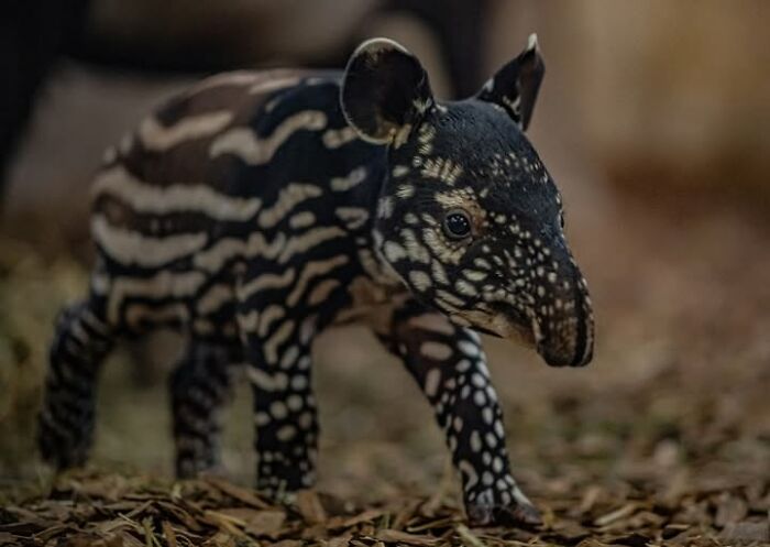 Baby tapir with distinctive striped and spotted pattern captured in nature’s breathtaking beauty.