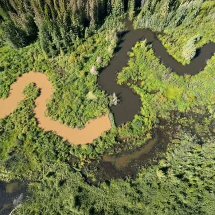 Aerial view of a winding river contrasting muddy and dark water surrounded by lush green nature’s breathtaking beauty.