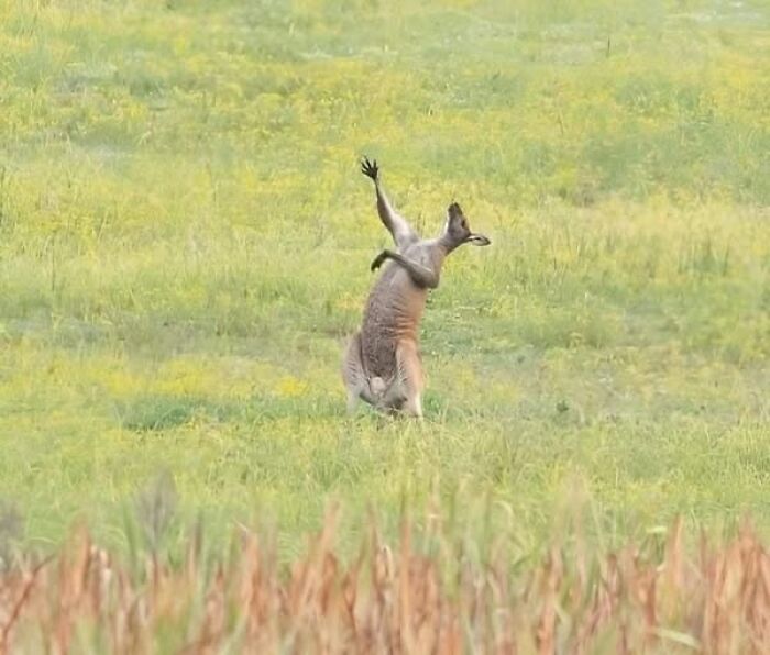Kangaroo captured mid-jump in a grassy field, showcasing nature’s breathtaking beauty in a wildlife setting.