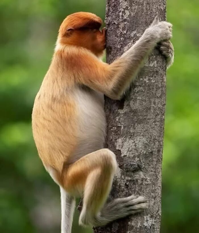 Proboscis monkey climbing a tree, showcasing nature’s breathtaking beauty in a lush green environment.