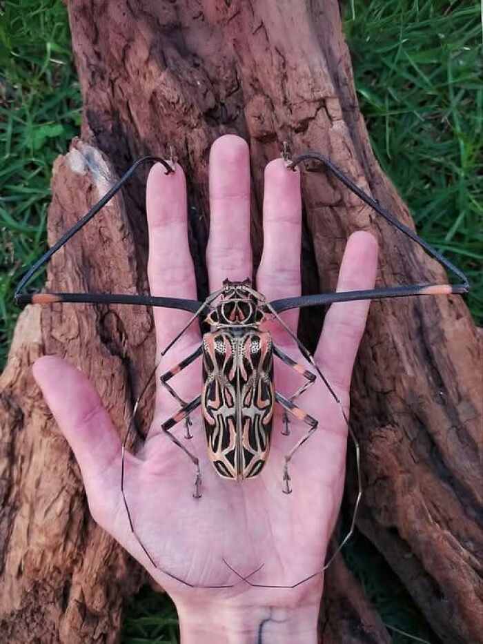 Large exotic insect resting on an outstretched hand showcasing nature’s breathtaking beauty in a natural outdoor setting.