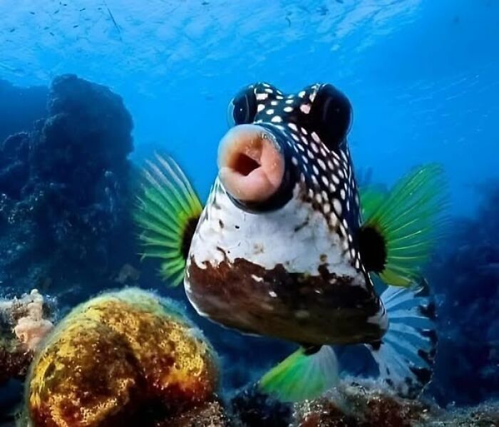 Colorful fish swimming near coral reef underwater, showcasing nature’s breathtaking beauty in marine life.