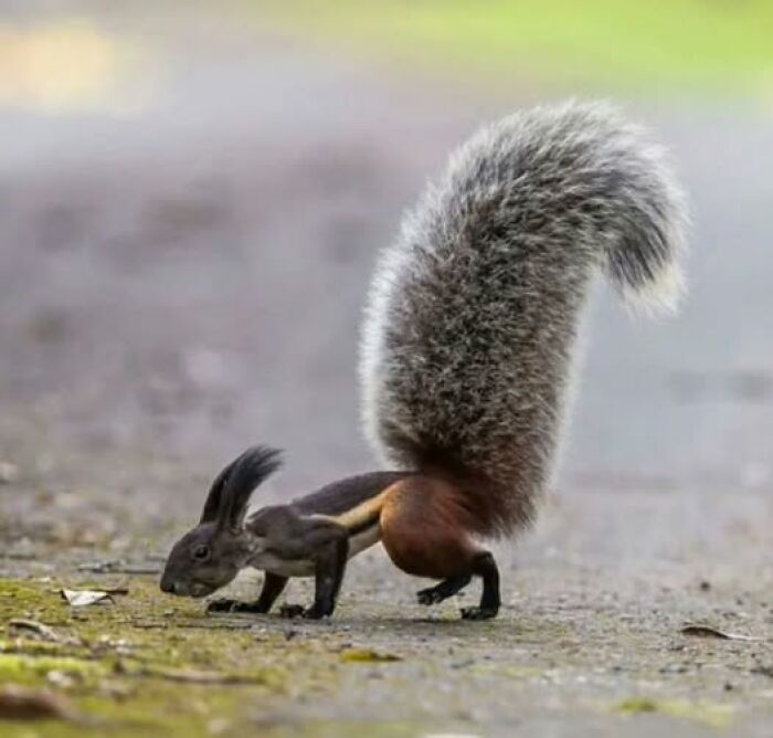 Squirrel with an unusually long and fluffy tail captured in nature's breathtaking beauty on a natural ground setting.