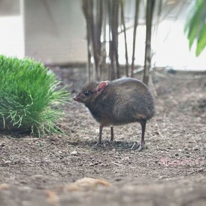 Small brown animal with long legs standing on the dirt surrounded by plants, capturing nature’s breathtaking beauty.