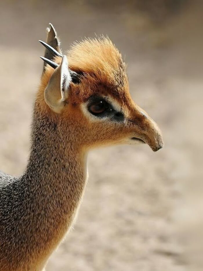 Close-up of a dik-dik antelope showcasing nature’s breathtaking beauty in a wild outdoor setting.