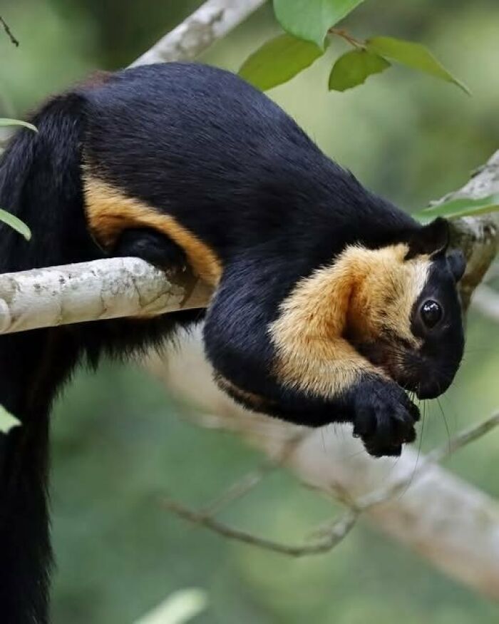 Black and gold squirrel perched on a tree branch, captured in nature’s breathtaking beauty.
