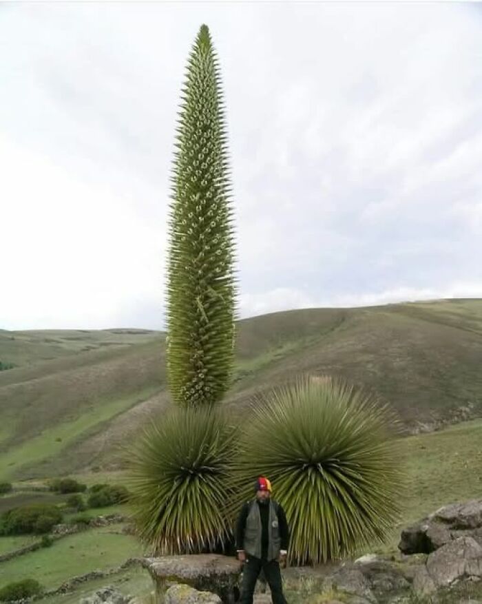 Man standing near unique tall flowering plants in a natural landscape showcasing nature’s breathtaking beauty outdoors