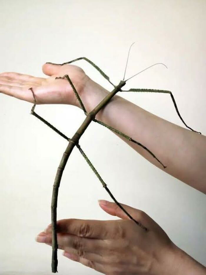 A close-up of a person holding a large stick insect, showcasing nature’s breathtaking beauty captured up close.