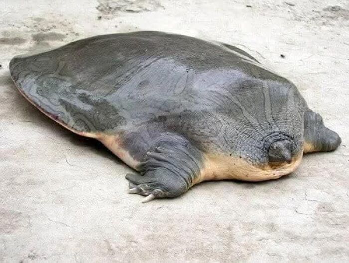 Softshell turtle resting on sandy ground, showcasing nature’s breathtaking beauty captured in a stunning wildlife moment.