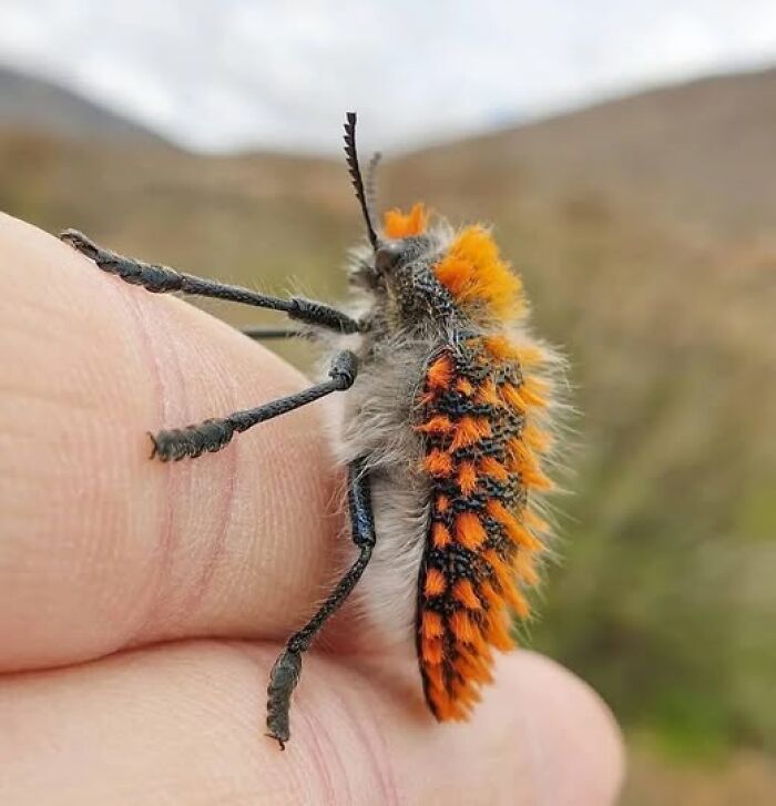 Close-up of a colorful insect on a person's finger showcasing nature’s breathtaking beauty in a natural outdoor setting