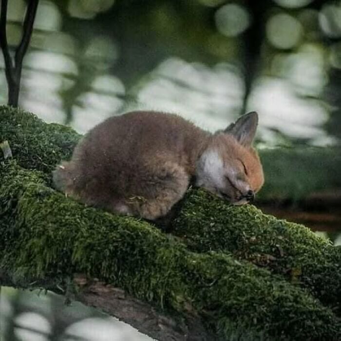 Sleeping fox resting on a moss-covered tree branch, showcasing nature’s breathtaking beauty in a serene forest setting
