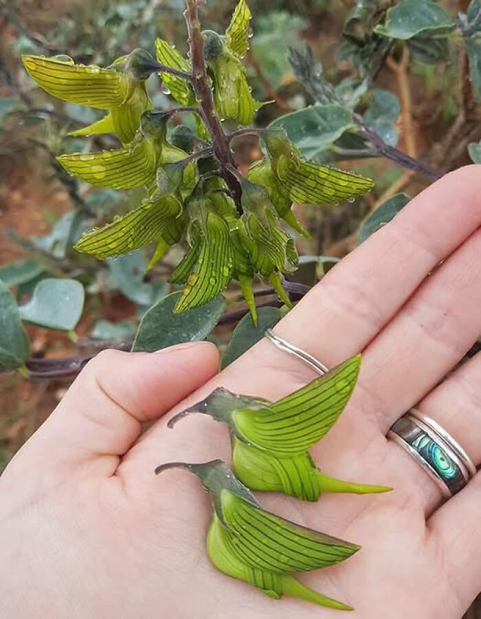 Rare green orchid flowers resembling hummingbirds, captured by people showcasing nature’s breathtaking beauty up close.