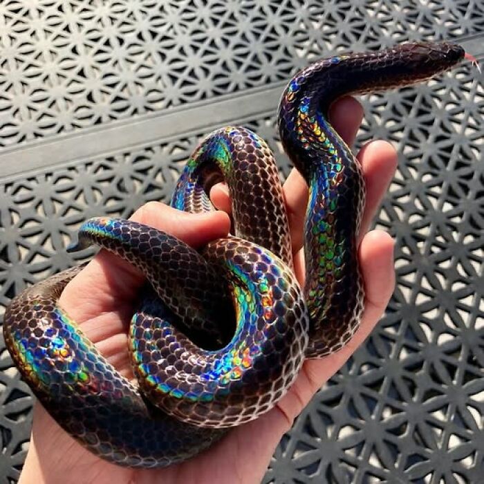 Iridescent snake with shimmering scales held in hand, showcasing nature’s breathtaking beauty and vibrant colors.