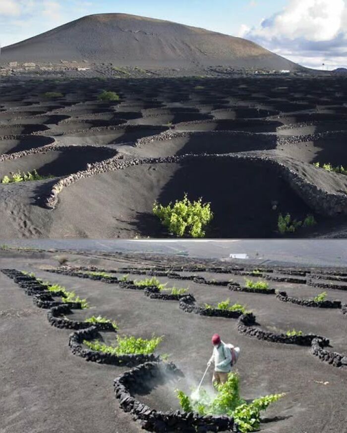 Volcanic landscape with circular stone walls protecting plants, showcasing nature’s breathtaking beauty and unique farming.