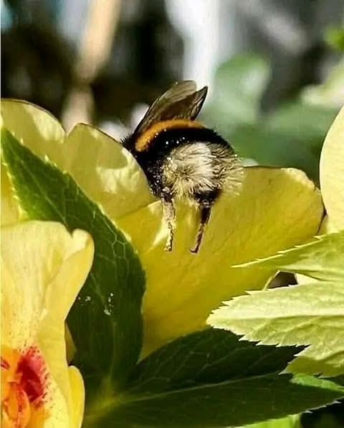 Close-up of a bumblebee collecting nectar from a yellow flower, capturing nature’s breathtaking beauty in detail.