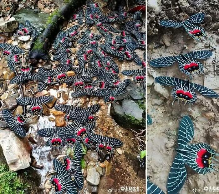 A cluster of colorful moths with black, white, and red patterns resting on rocks and soil, showcasing nature’s breathtaking beauty.