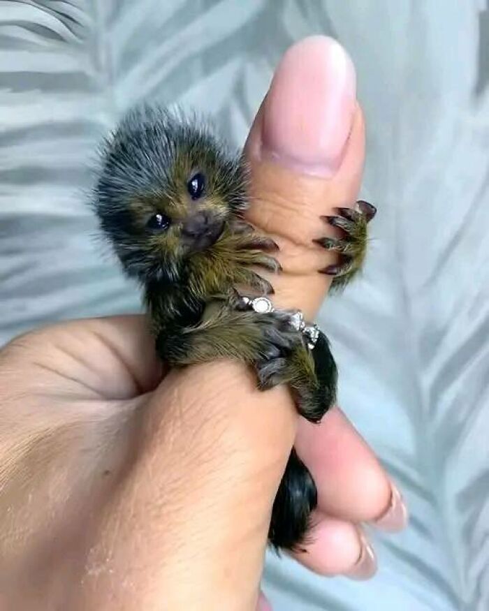 Tiny baby animal gripping a thumb, showcasing nature’s breathtaking beauty captured up close in a detailed wildlife moment.