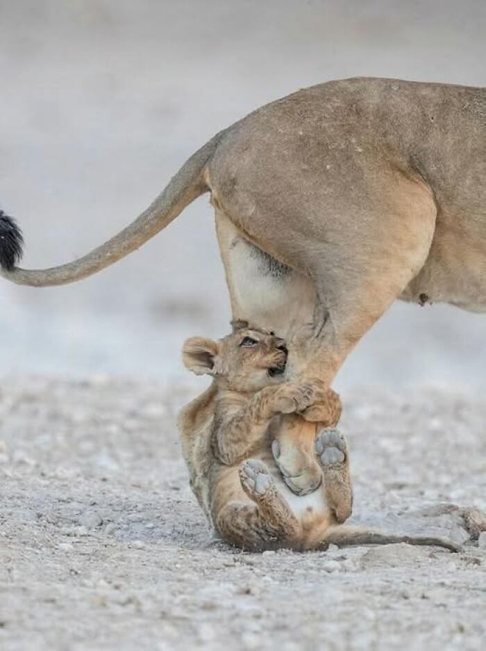 Lion cub playfully clinging to mother’s leg on dry ground, capturing nature’s breathtaking beauty in wildlife.