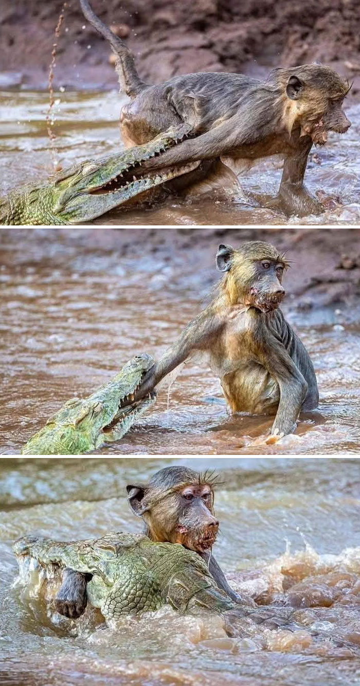 Dramatic nature moment showing a baboon escaping a crocodile’s deadly bite in a muddy river, capturing breathtaking beauty.
