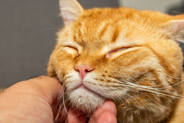Close-up of an orange cat enjoying a chin scratch, illustrating hilarious and weird things found secretly doing.