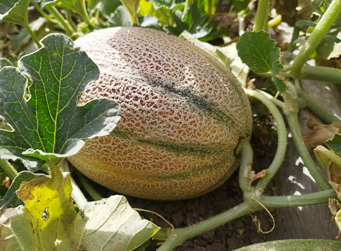 Close-up of a cantaloupe growing in a garden with green leaves, illustrating a quirky view related to Americans and the United States.