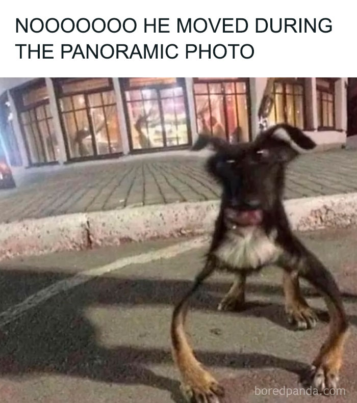 Blurry dog caught in motion outside a building, showing hilarious animal goblin mode behavior in a nighttime setting.