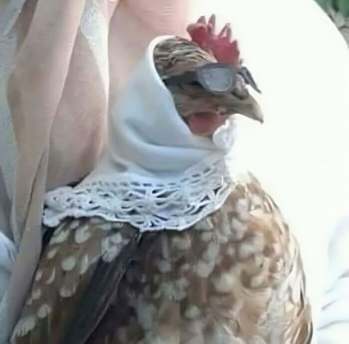 Chicken wearing sunglasses and a headscarf, showing hilarious animals who lost the plot in goblin mode style.