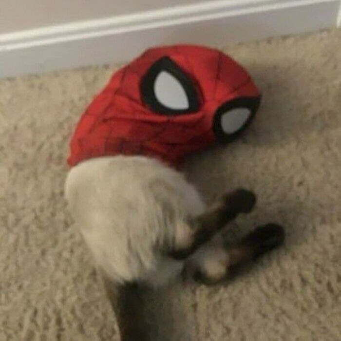 Cat wearing a Spider-Man mask lying on carpet, showcasing one of the hilarious animals who lost the plot in goblin mode.