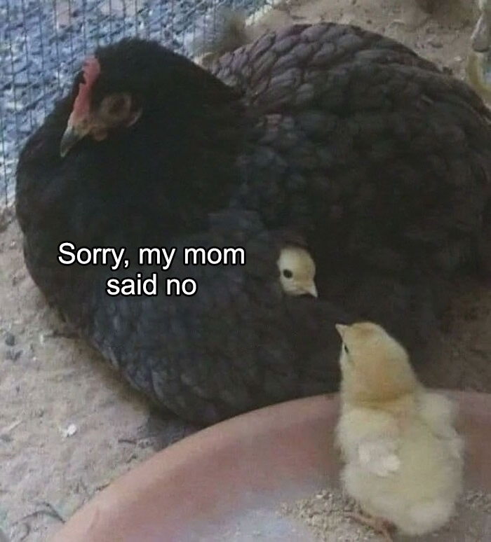 Black hen protecting chick while another chick looks on, a funny animal moment showing animals in goblin mode.