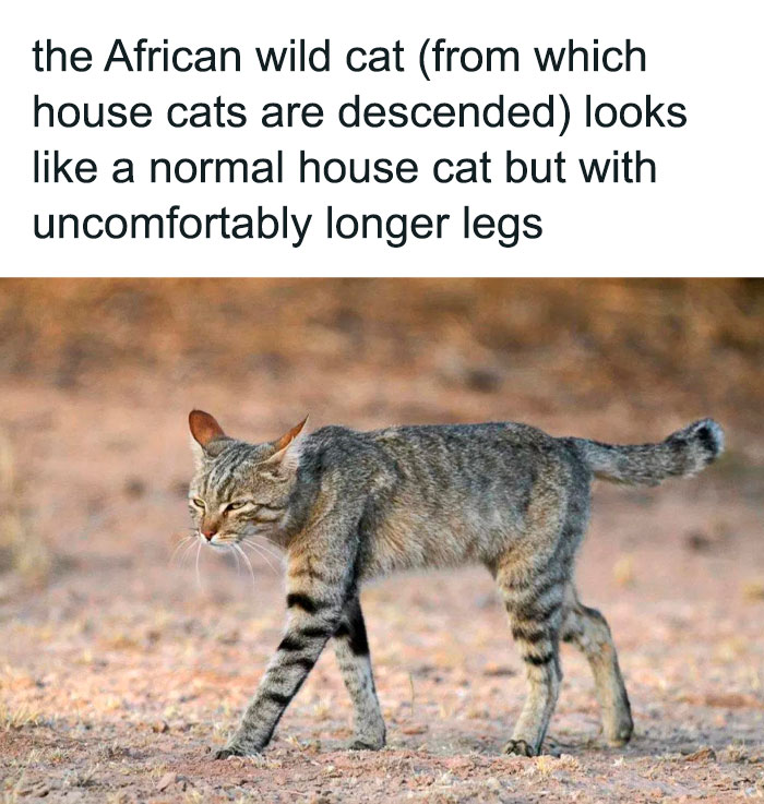 African wild cat with unusually long legs walking on dry ground in a blursed image that may short-circuit your brain.